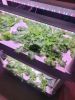 3-Tier 42-Pod Indoor Hydroponic Growing System with LED Grow Lights