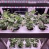 3-Tier 42-Pod Indoor Hydroponic Growing System with LED Grow Lights